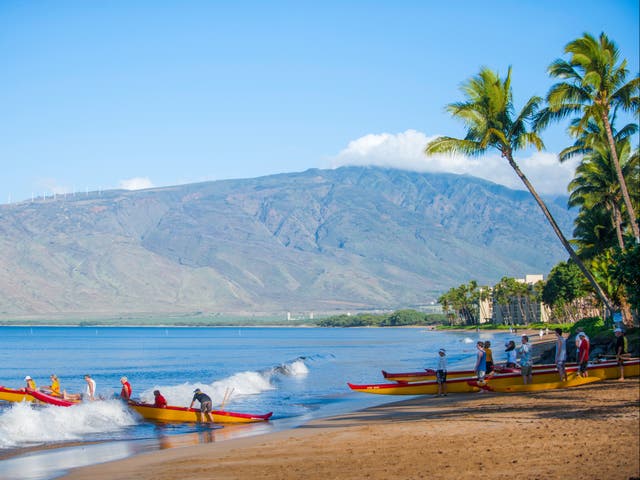 <p>Authorities on the island of Maui said the victim was attacked about 100 yards from the shore</p>