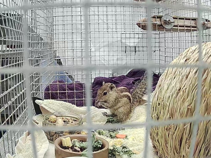 A stowaway squirrel survived three weeks on a ship from India to Scotland