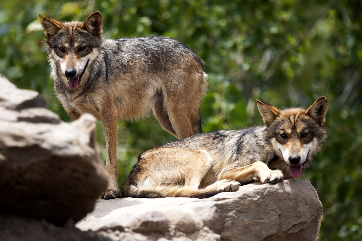 Emergency alert at Cleveland zoo after wolf escapes enclosure