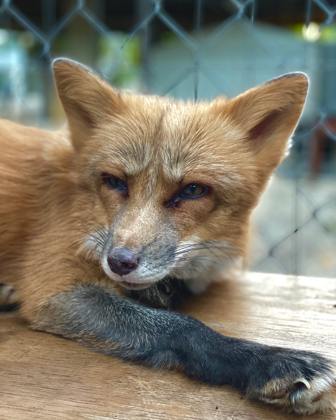 Penny the fox (Collect/PA Real Life)