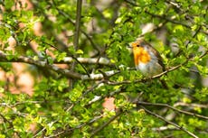 TV gardening expert Kate Bradbury’s top 5 pollution-busting trees to plant