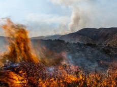 Extreme weather drives European wildfire carbon emissions to record levels