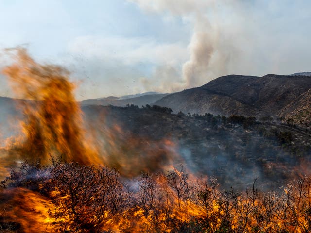 <p>A forest burns during a wildfire near Altura, eastern Spain, in August</p>