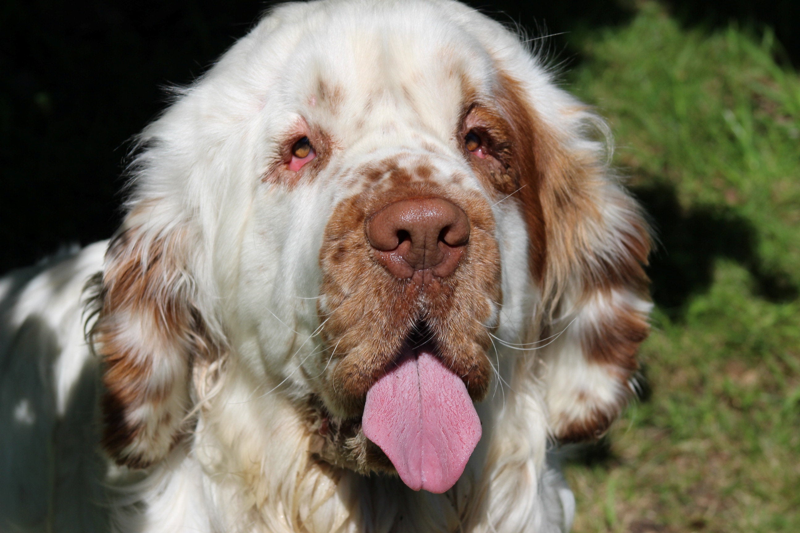 <p>Bentley, the Clumber Spaniel, after his successful operation</p>