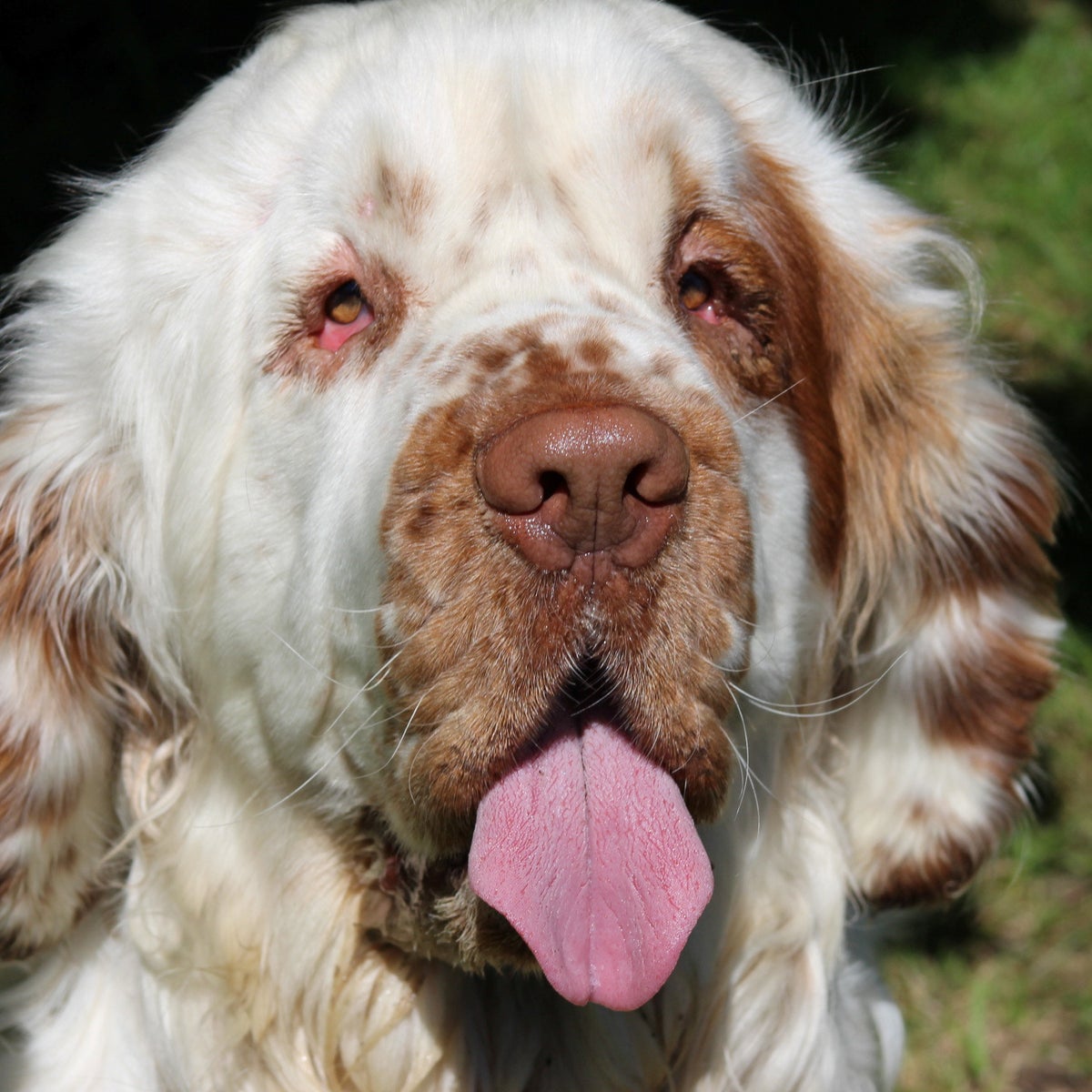 Reactive Spaniel Are Clumber Spaniel Aggressive