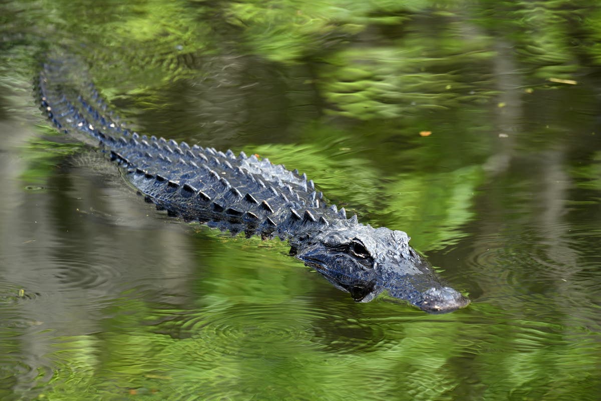 woman-77-attacked-by-large-alligator-in-florida-gated-community