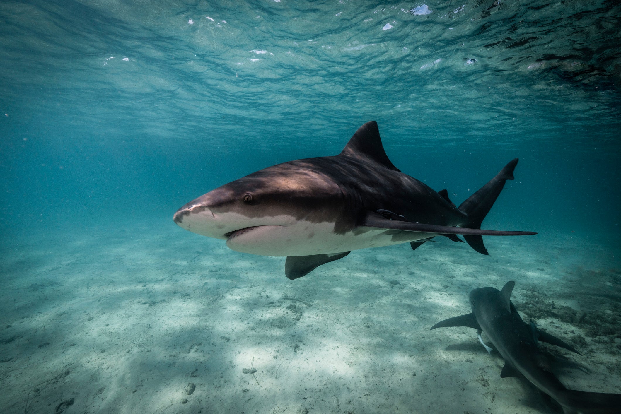 Underwater image of bull shark getting close up in the blue ocean of Bimini, The Bahamas