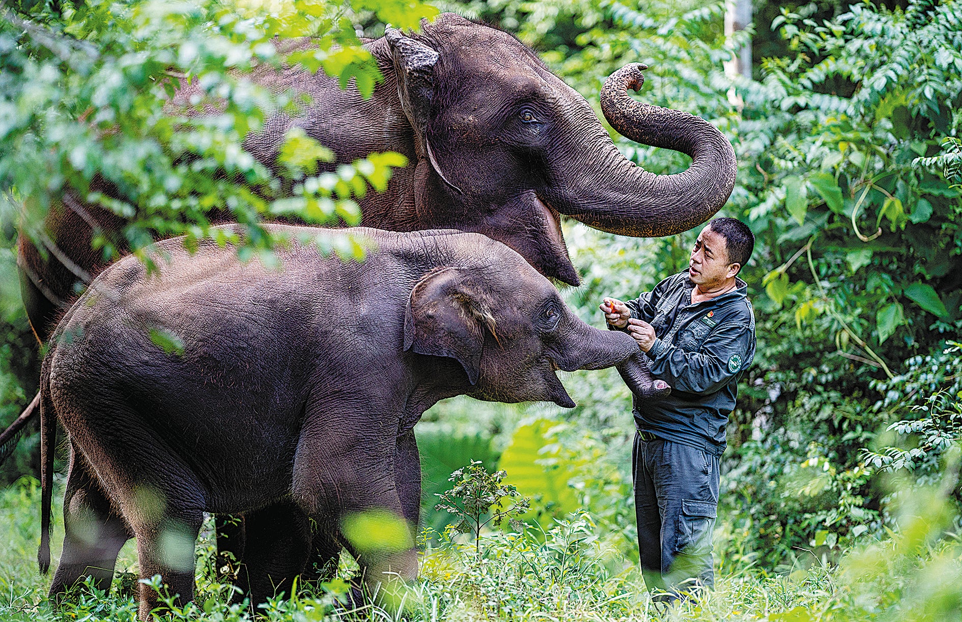 Bao Mingwei, a veterinarian from Wild Elephant Valley in Xishuangbanna Dai autonomous prefecture, Yunnan, inspects elephants in the wild