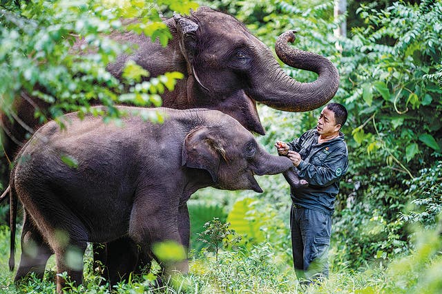 <p>Bao Mingwei, a veterinarian from Wild Elephant Valley in Xishuangbanna Dai autonomous prefecture, Yunnan, inspects elephants in the wild</p>