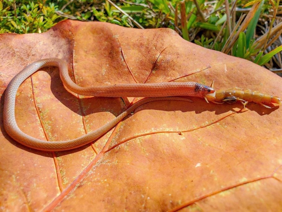 One of North America’s rarest snakes was found in Florida after it choked to death on a giant centipede