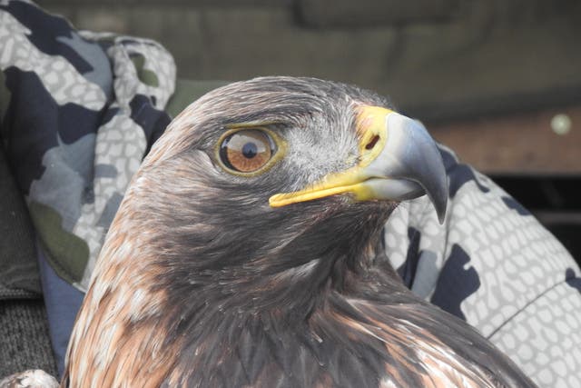 The project aims to boost the golden eagle population (South of Scotland Golden Eagle Project/PA)
