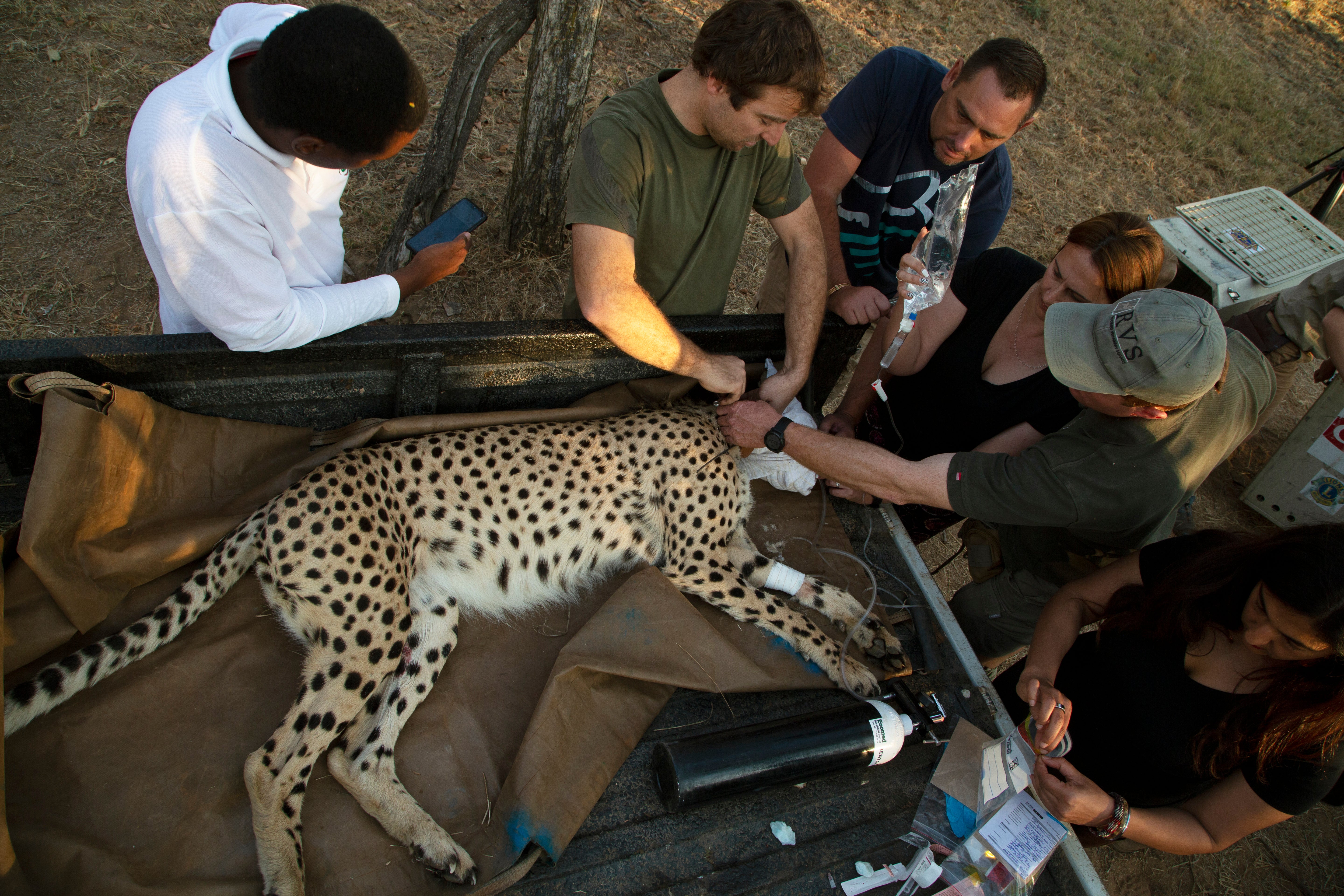 South Africa Cheetahs Moved