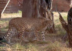 Seventh Indian cheetah died of ‘traumatic shock’ after fight with female, post mortem shows