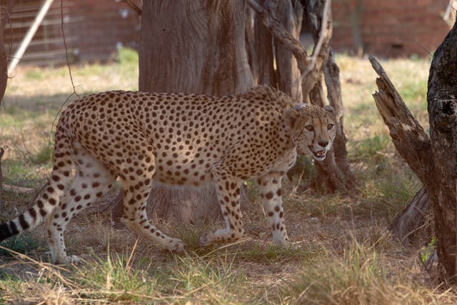 <p>File: A cheetah moves around inside a quarantine section before being relocated to India in September </p>