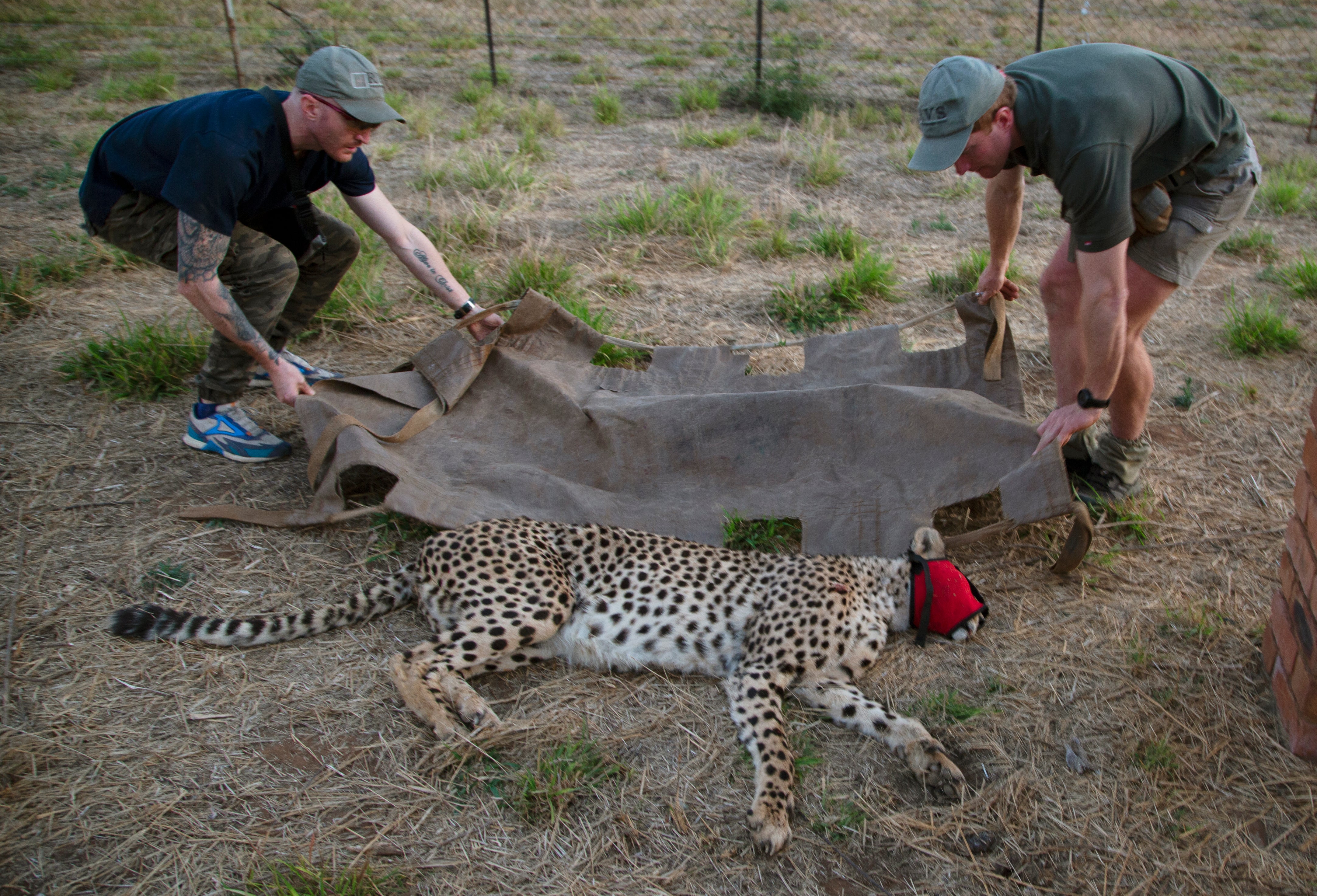 South Africa Cheetahs Moved