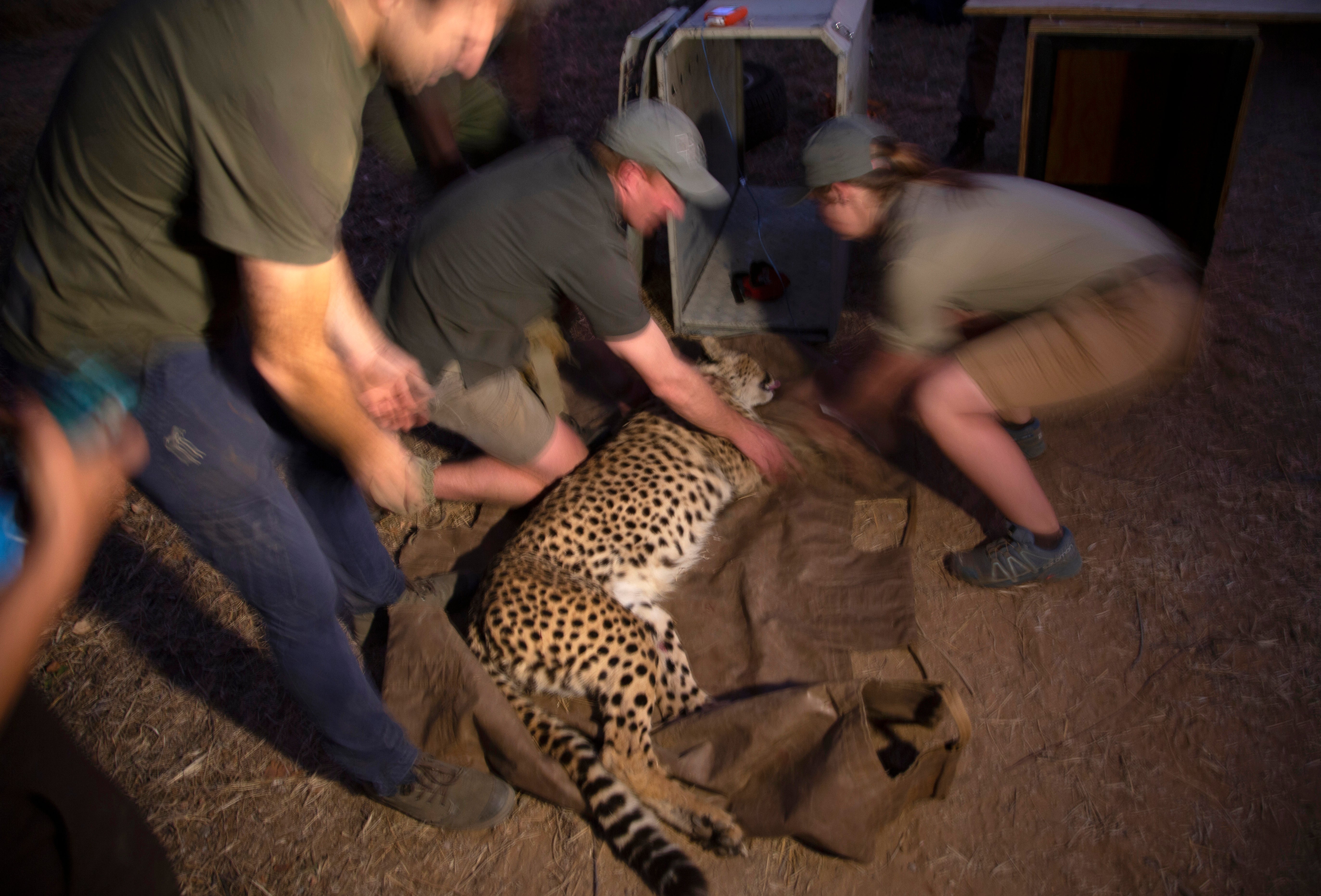 South Africa Cheetahs Moved