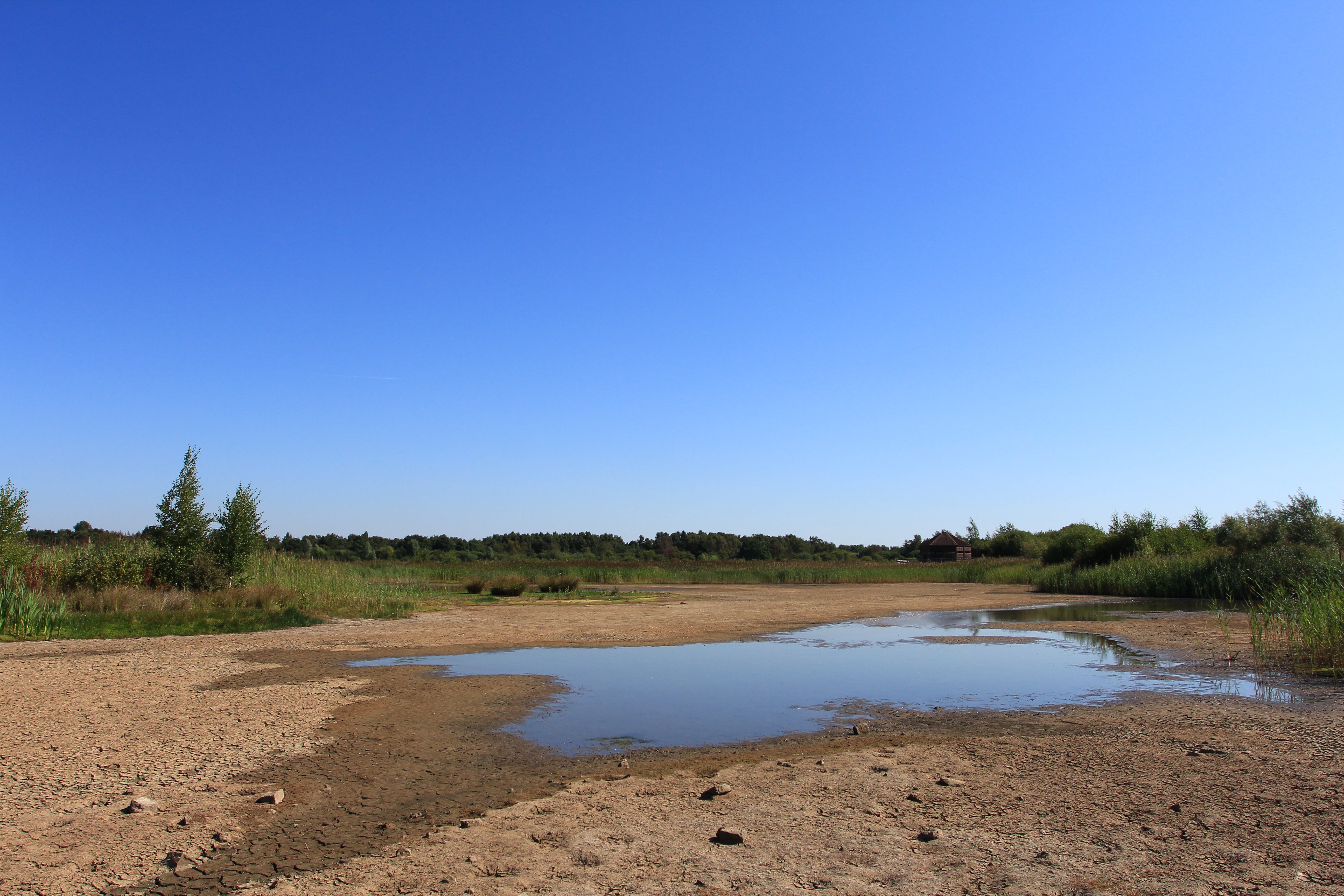 The lake at Huxter Well Marsh, in Potteric Carr Nature Reserve, South Yorkshire, forms part of a wetland habitat, but was almost completely dry in August