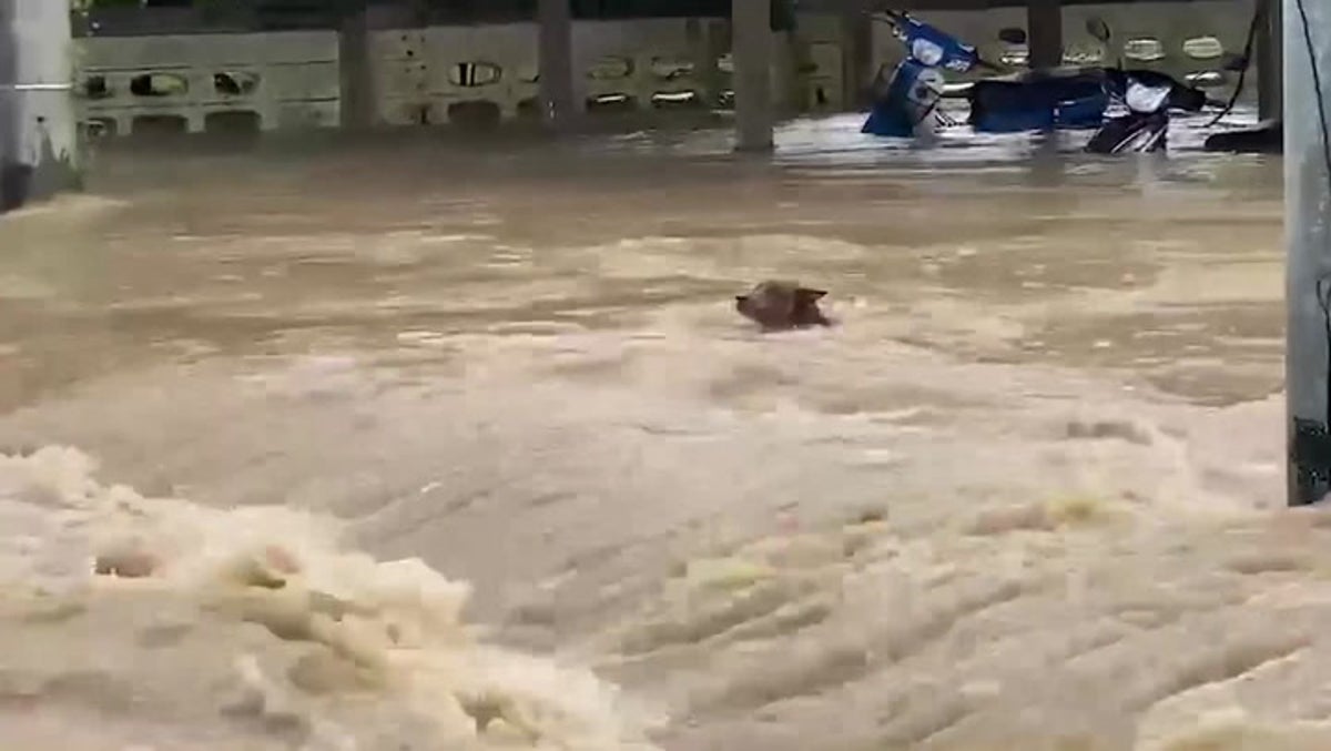 Thailand: Hero rescuers save struggling dog from raging flood