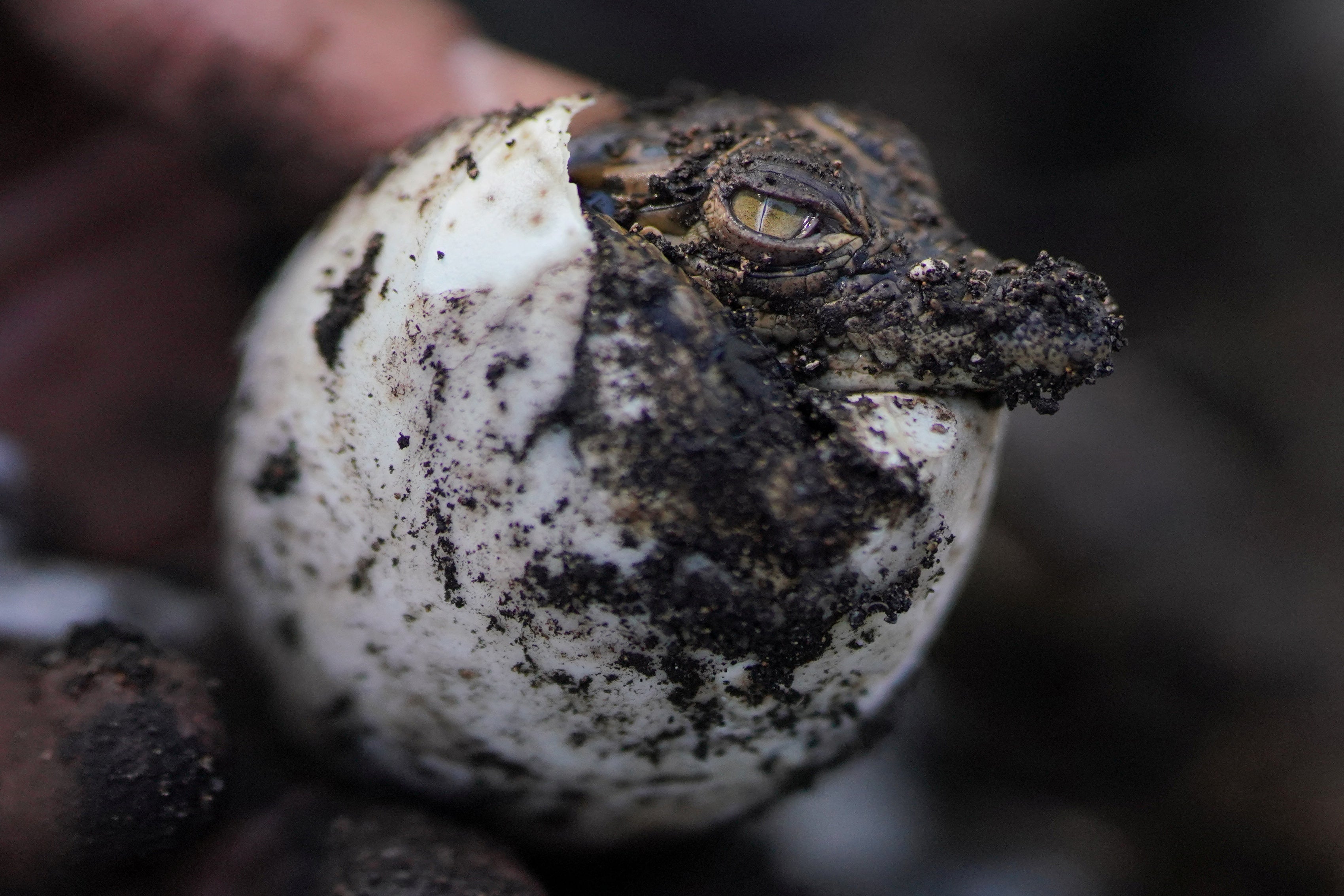 A Cuban crocodile hatches at Zapata swamp