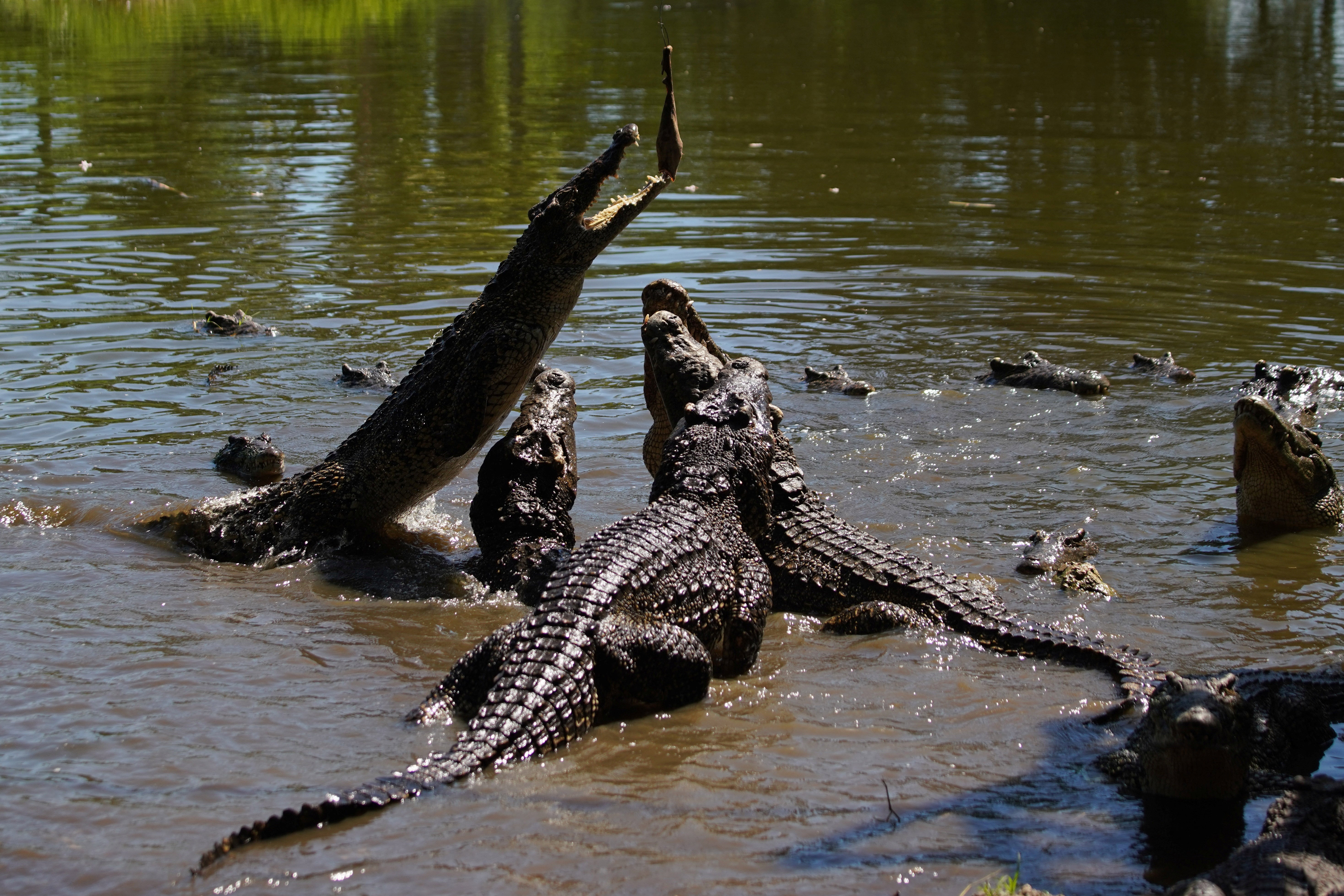 Cuban crocodiles scramble for bait at the Zapata Swamp hatchery