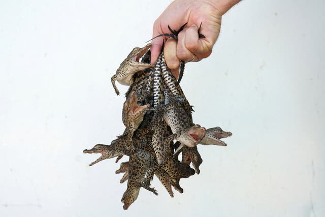 <p>A biologist poses with newly-hatched Cuban crocodiles as they are relocated at a hatchery in Cienaga de Zapata, Cuba</p>
