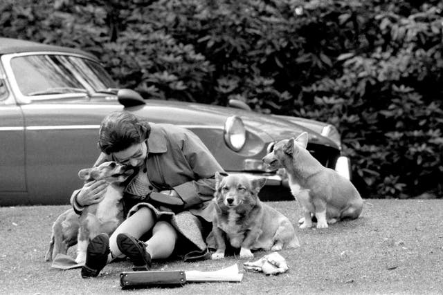 <p>The Queen, sitting on a grassy bank with the corgis, at Virginia Water to watch competitors in the marathon of the European Driving Championship (PA)</p>