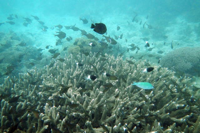 <p>Rising ocean temperatures result in ‘coral bleaching,’ where the death of ocean algae means coral loses its colouring</p>