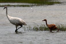 Record 8 fledged chicks for Louisiana's wild 'whoopers'