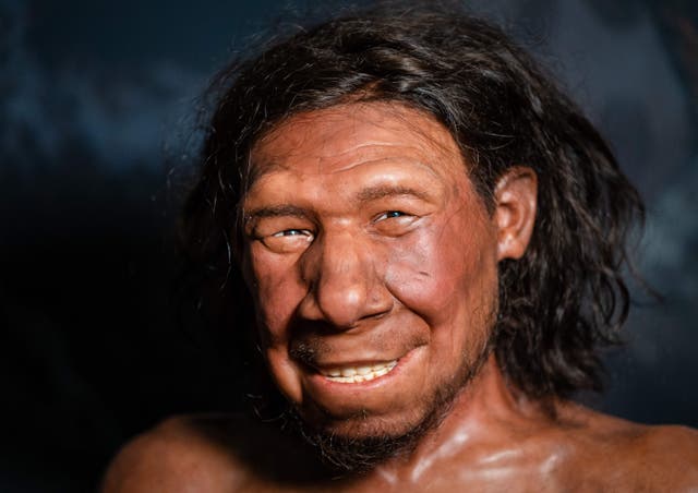 <p>A picture taken on September 6, 2021 shows the reconstruction of the face of the oldest Neanderthal found in the Netherlands, nicknamed Krijn, on display at the National Museum of Antiquities in Leiden</p>