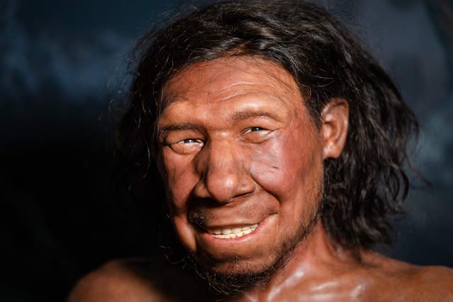 <p>File image: A reconstruction of the face of the oldest Neanderthal found in the Netherlands, nicknamed Krijn, on display at the National Museum of Antiquities in Leiden</p>