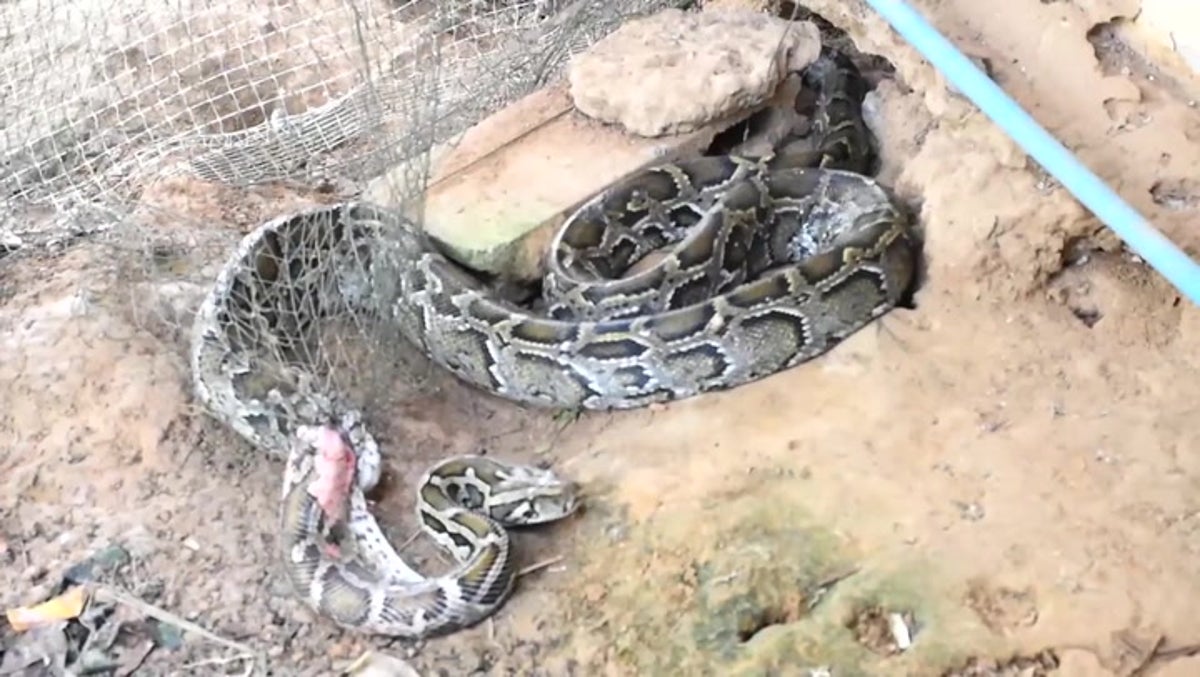 ‘Aggressive’ 10ft python tangled up in garden net rescued in Thailand