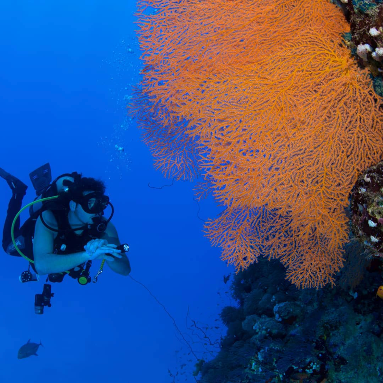 Saudi’s shores abound with beautiful reefs, making snorkelling and scuba diving a must