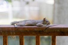 California urged to stay calm about flat squirrels
