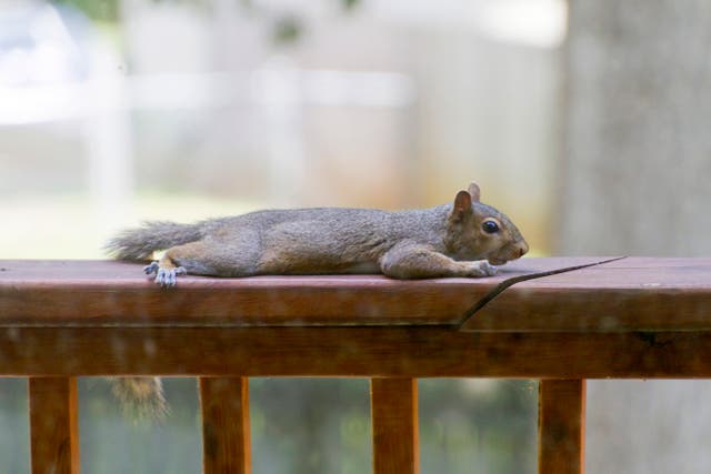 <p>A squirrel splooting on a railing</p>