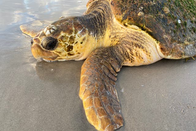 <p>A stranded loggerhead sea turtle in Texas this year</p>