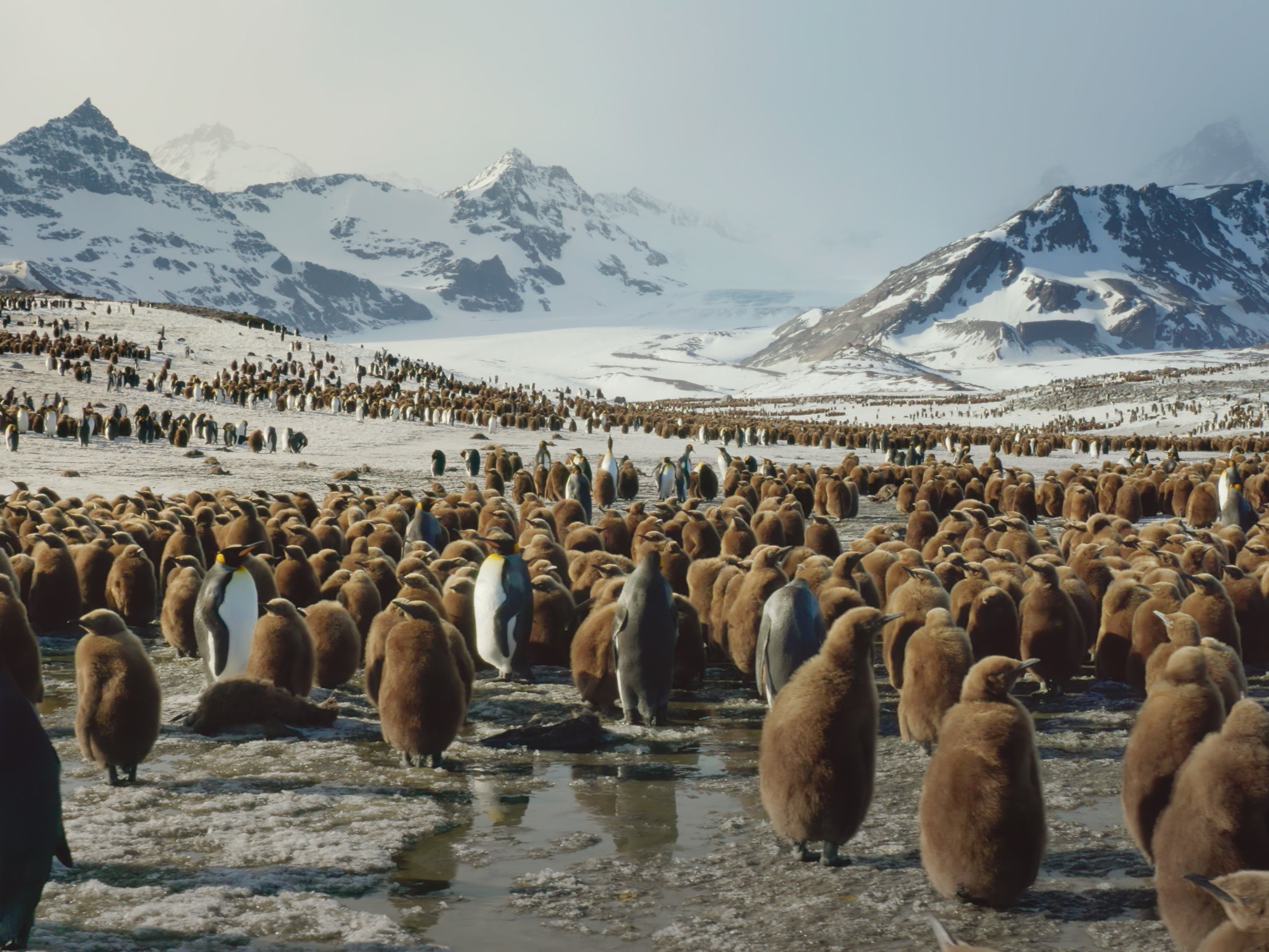 Emperor penguins leave their chicks to fend for themselves