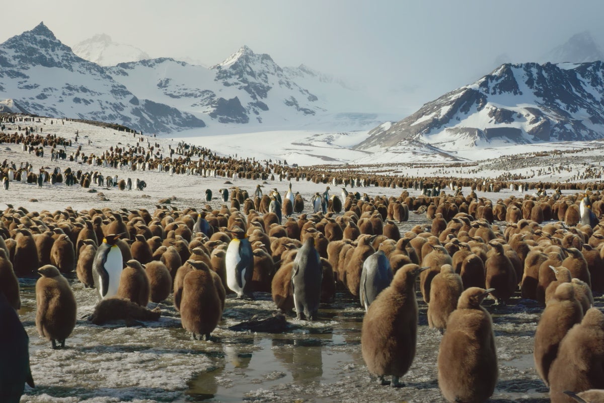 Frozen Planet II: Human heartlessness takes starring role in new David ...