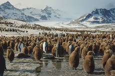 Frozen Planet II: Human heartlessness takes starring role in new David Attenborough series