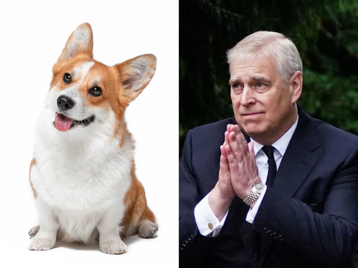 كوينز كورجيس: الأمير أندرو وسارة فيرجسون يتبنون الكلاب الملكية