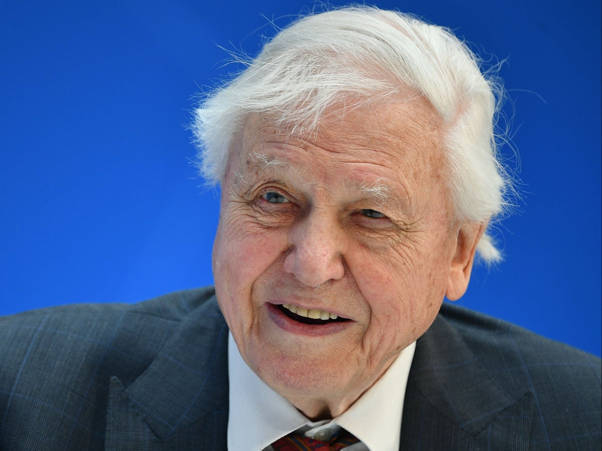 David Attenborough sends adorable letter to young fan who named insect after him