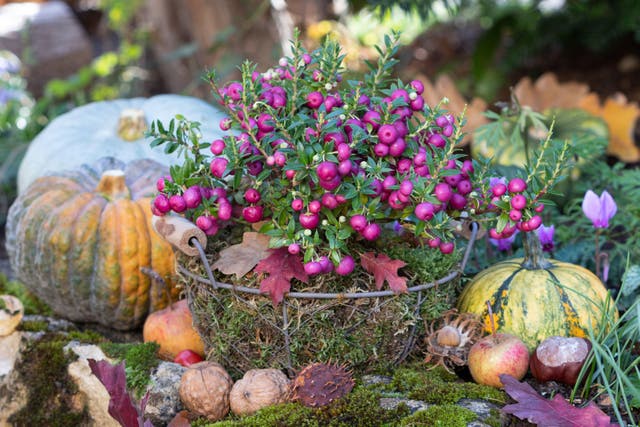 Why not bring in some warming autumnal colours to your beds and borders (Alamy/PA)