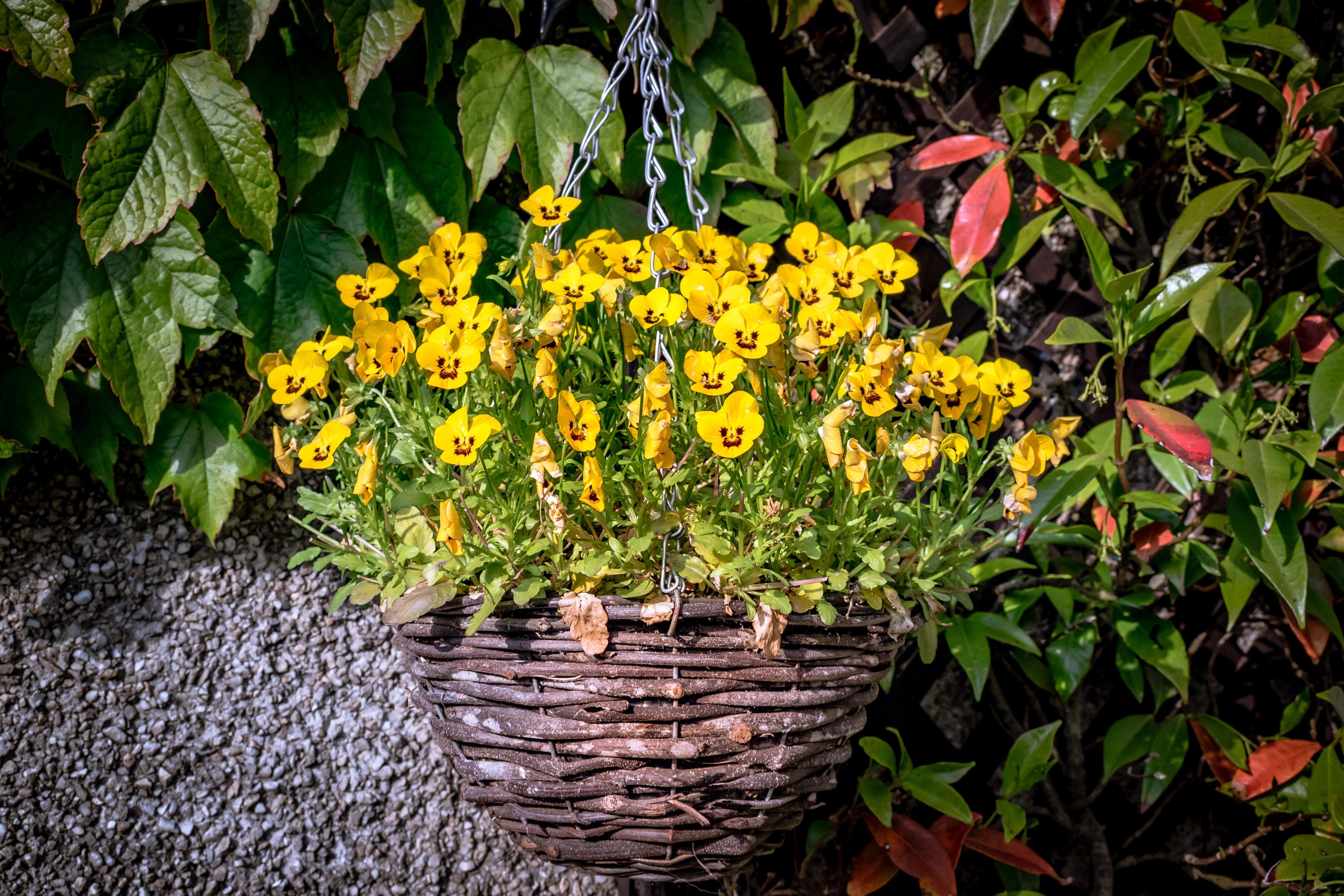 Bright as a button, pansies bring a ray of sunshine (Alamy/PA)