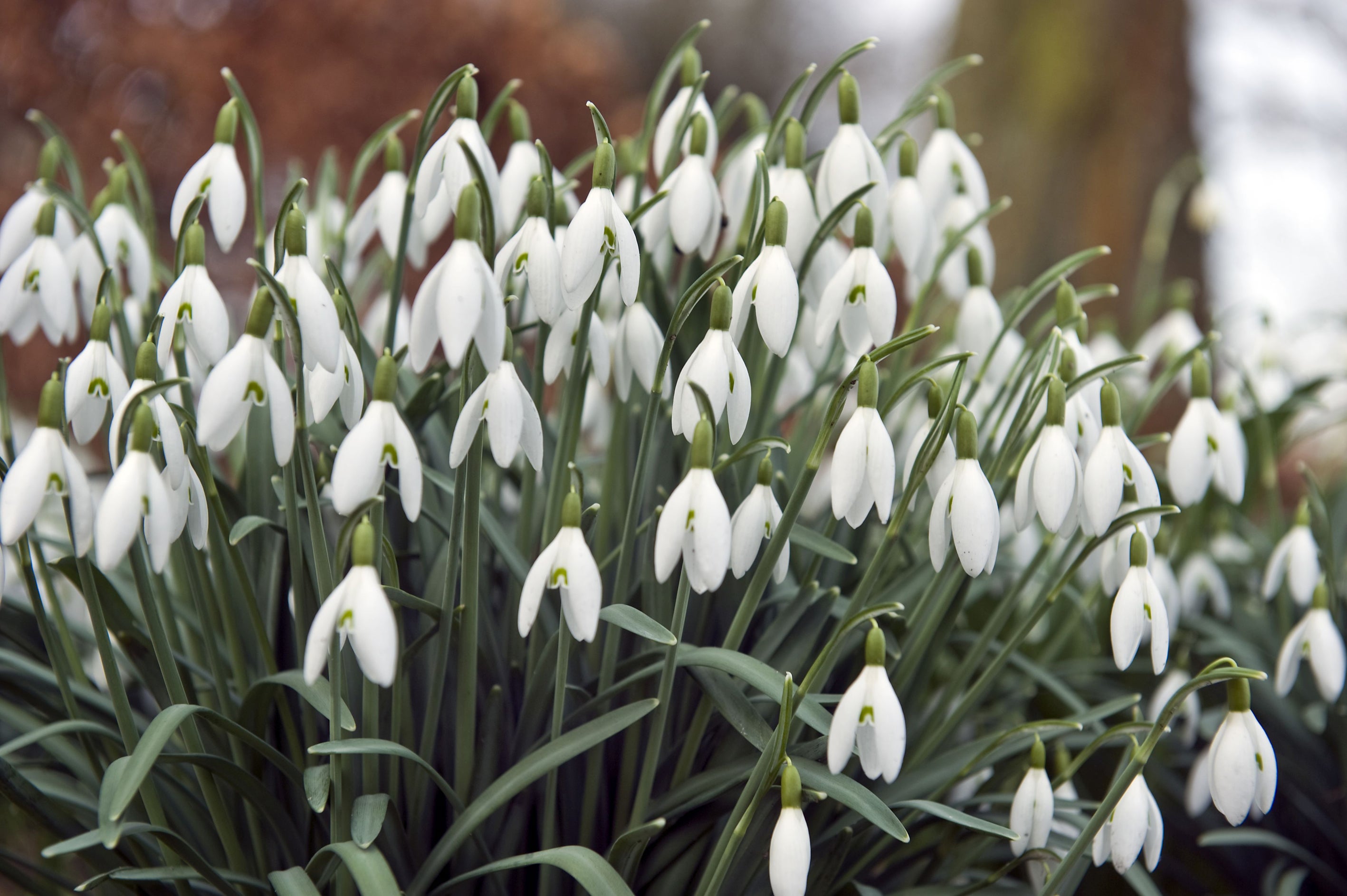 Snowdrops are some of the earliest spring flowers to appear in the UK