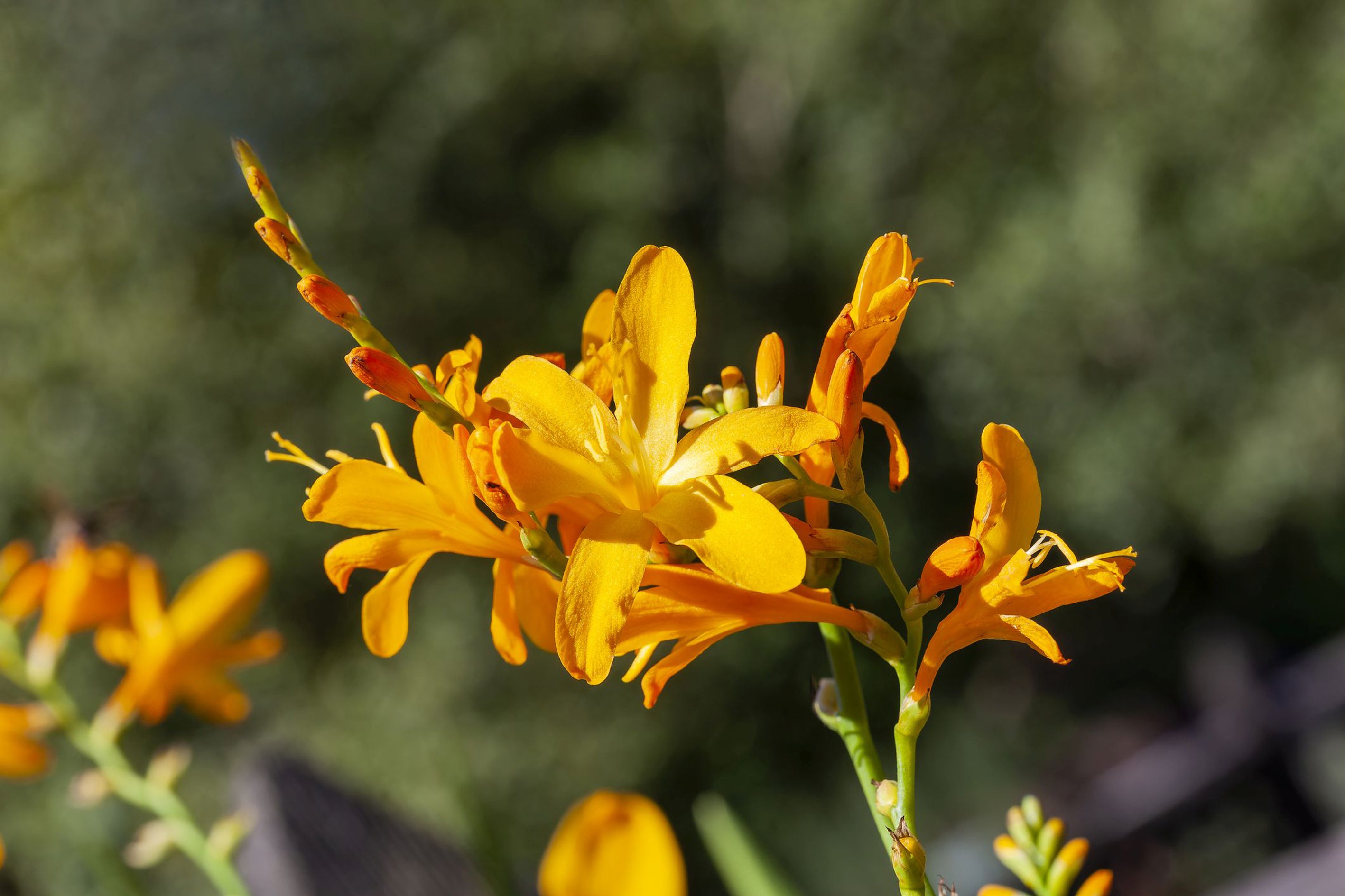 Easy to grow and eye-catching, crocosmias (Dobbies Garden Centres/PA)