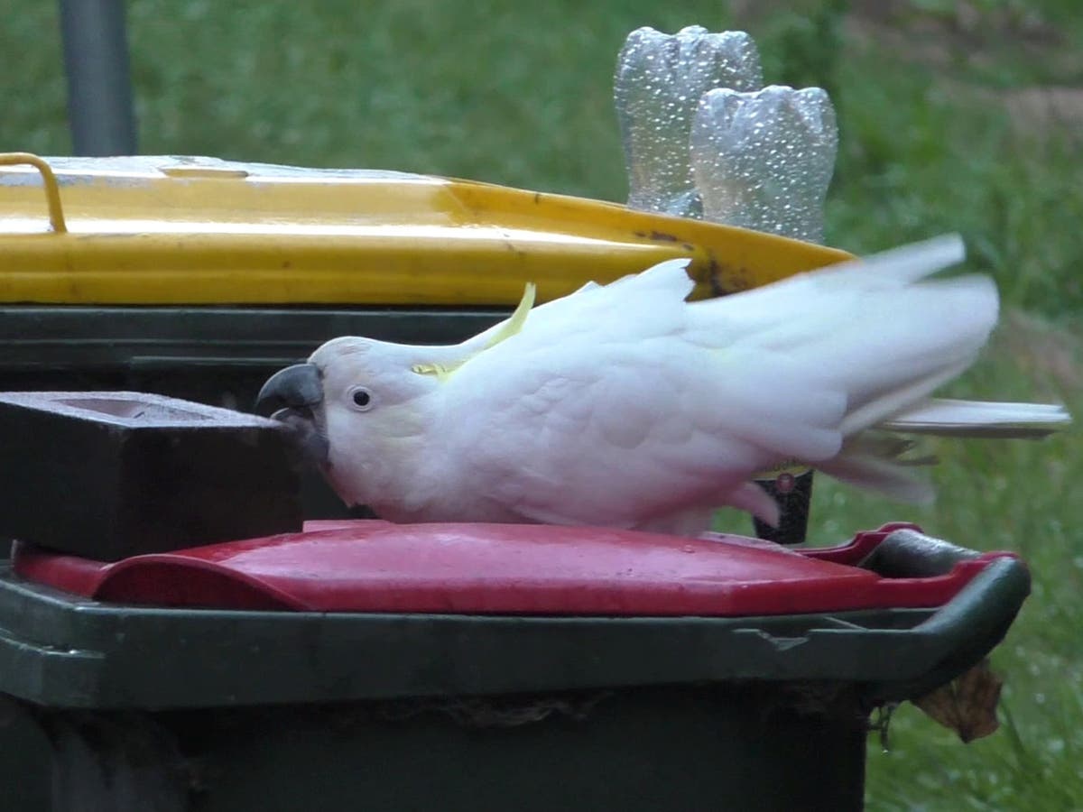 Birds teaching each other how to open rubbish bins, scientists say