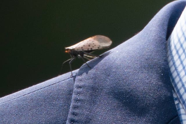 Una mosca linterna moteada aterriza en el hombro del presidente Joe Biden el 14 de septiembre de 2020