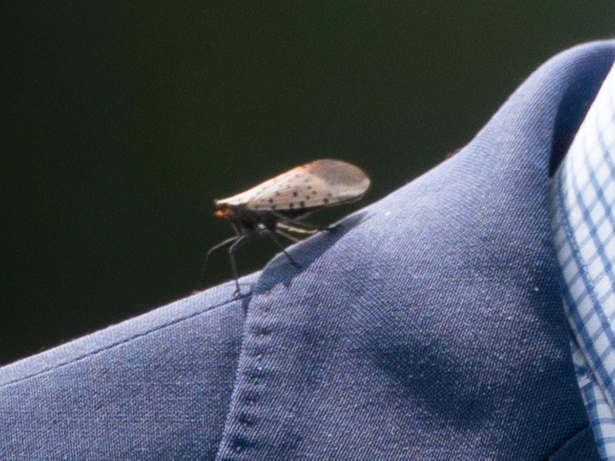 Influencers are going viral for ASMR videos vacuuming spotted lanternflies off trees: ‘Oddly satisfying’