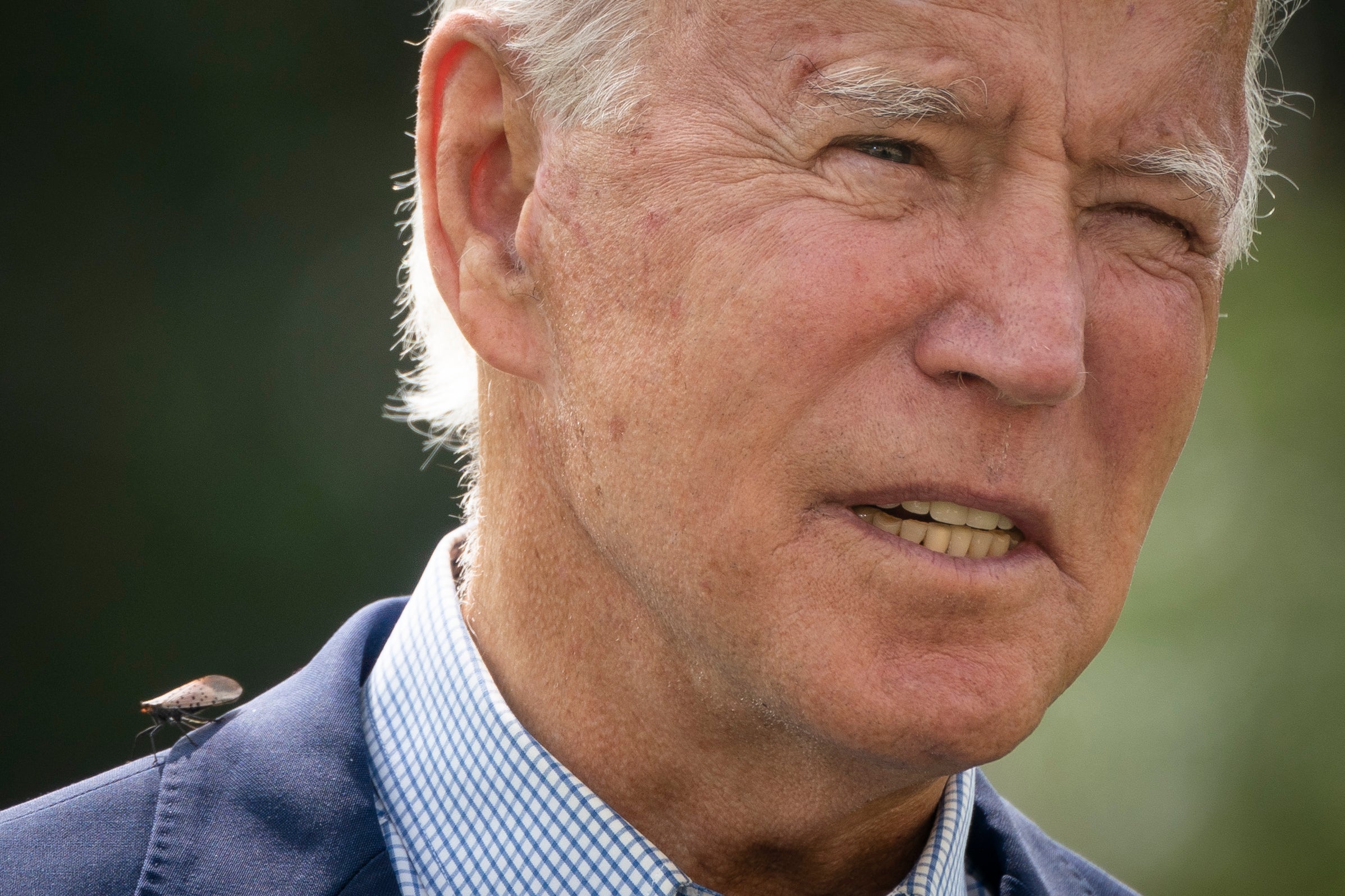 A spotted lanternfly lands on the shoulder of President Joe Biden on 14 September 2020
