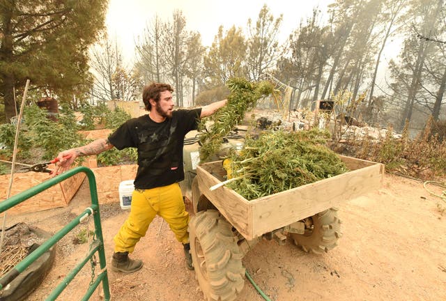 <p>A California cannabis farmer gathers the remains of his crops as the Loma Fire burns in 2016</p>
