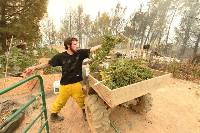 <p>A California cannabis farmer gathers the remains of his crops as the Loma Fire burns in 2016</p>